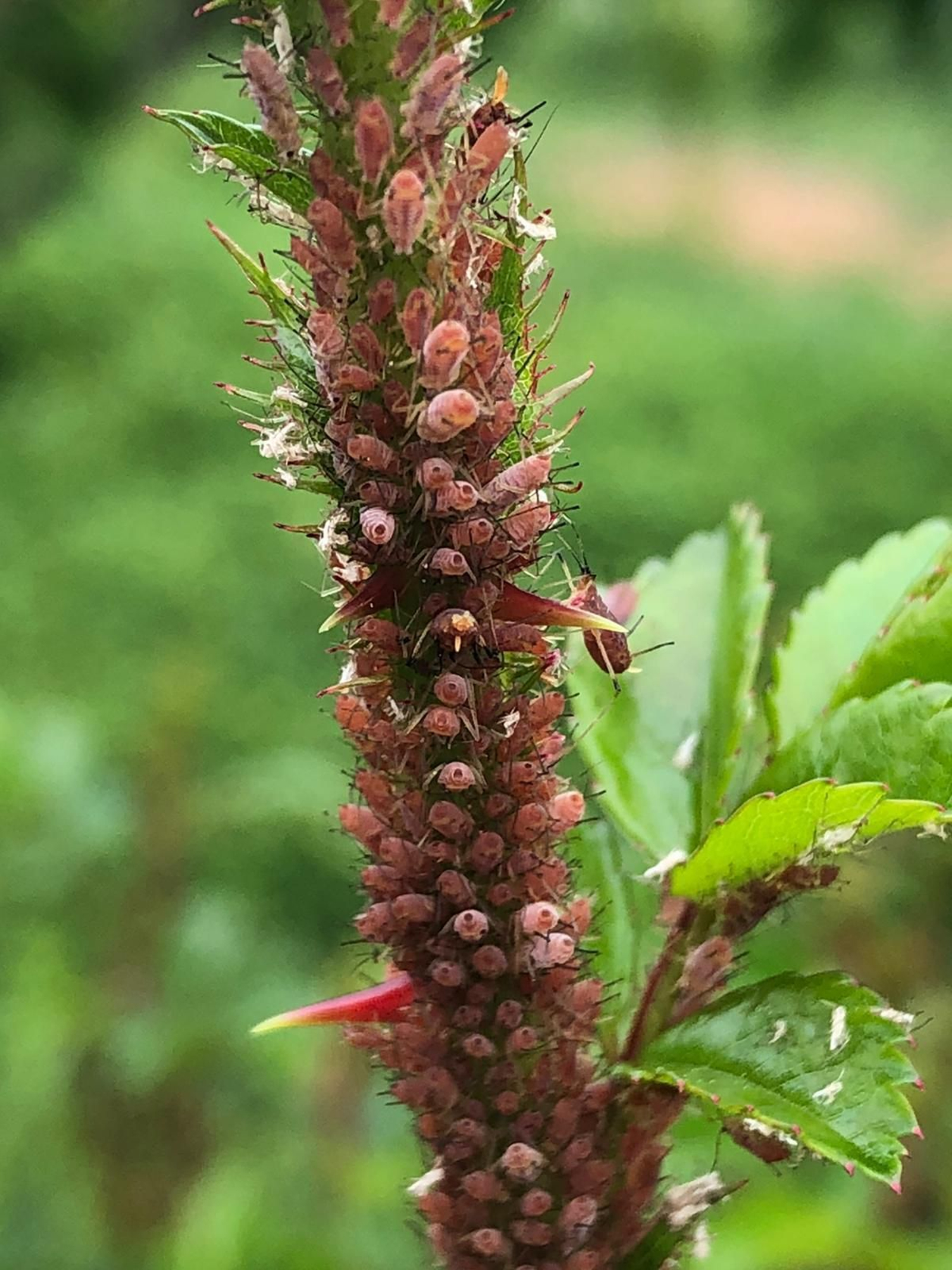 Las fotografías de la primavera en la Campiña de Córdoba