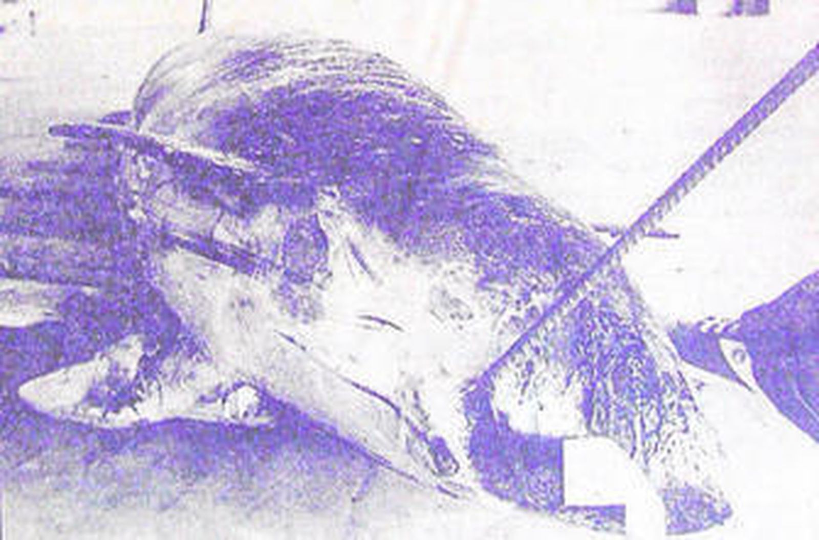 1987 Un tiburón obliga a desalojar las playas de El Puerto