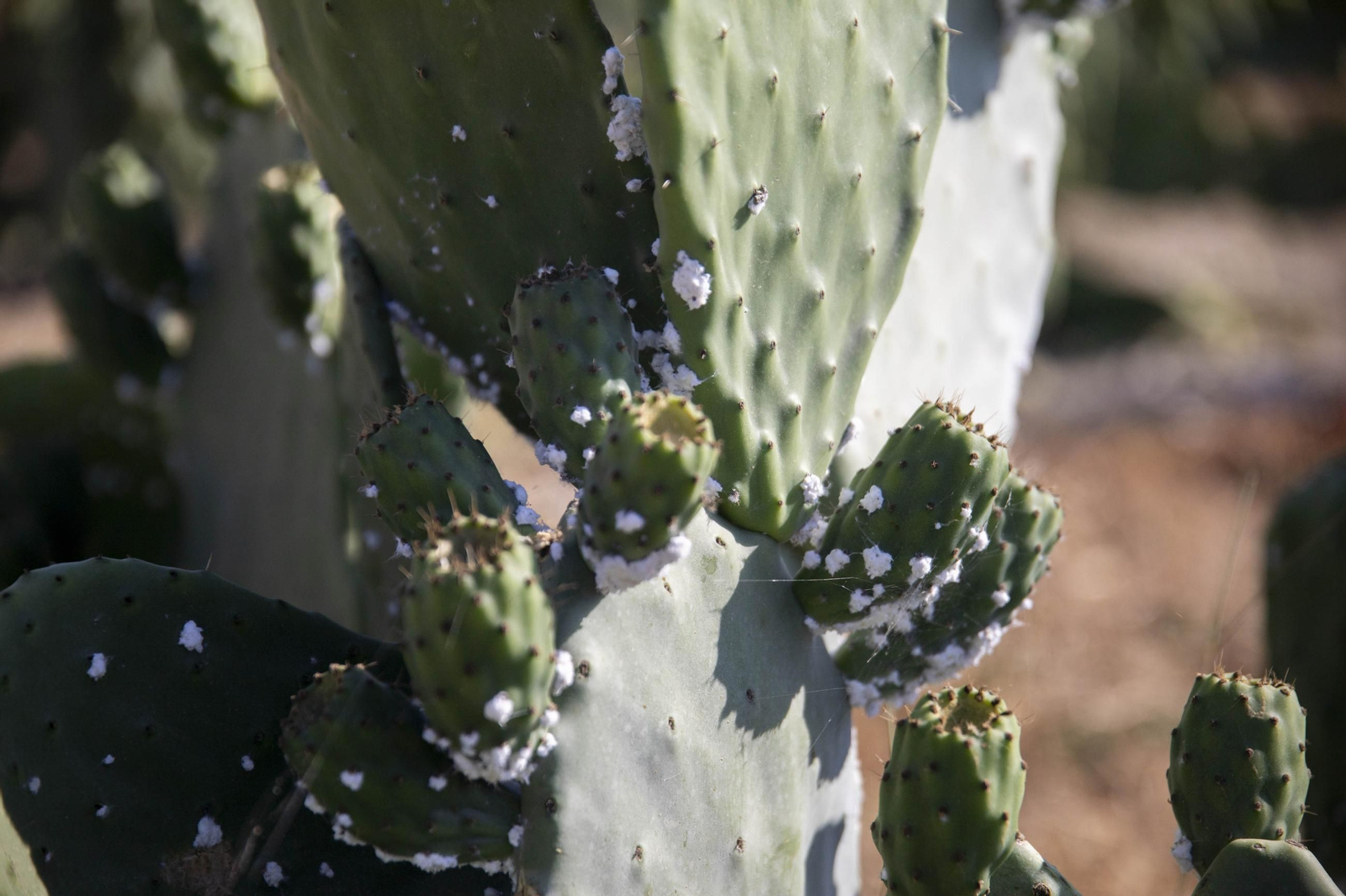 Plantación de chumbos de Níjar