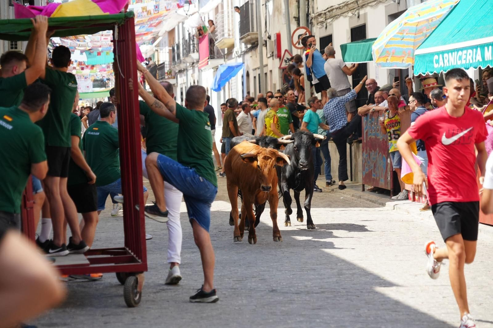 El encierro de vaquillas de El Viso, en imágenes