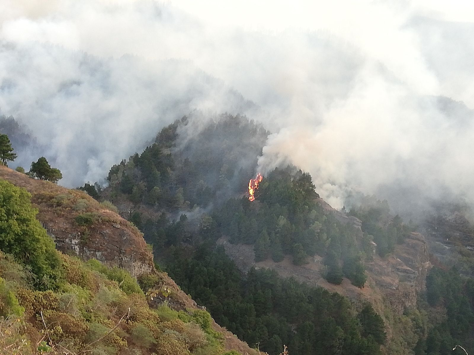 Las imágenes del incendio forestal en Gran Canaria.
