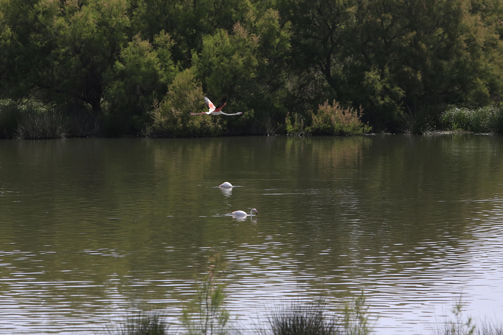 Los flamencos en la Laguna de Fuente de Piedra, en fotos