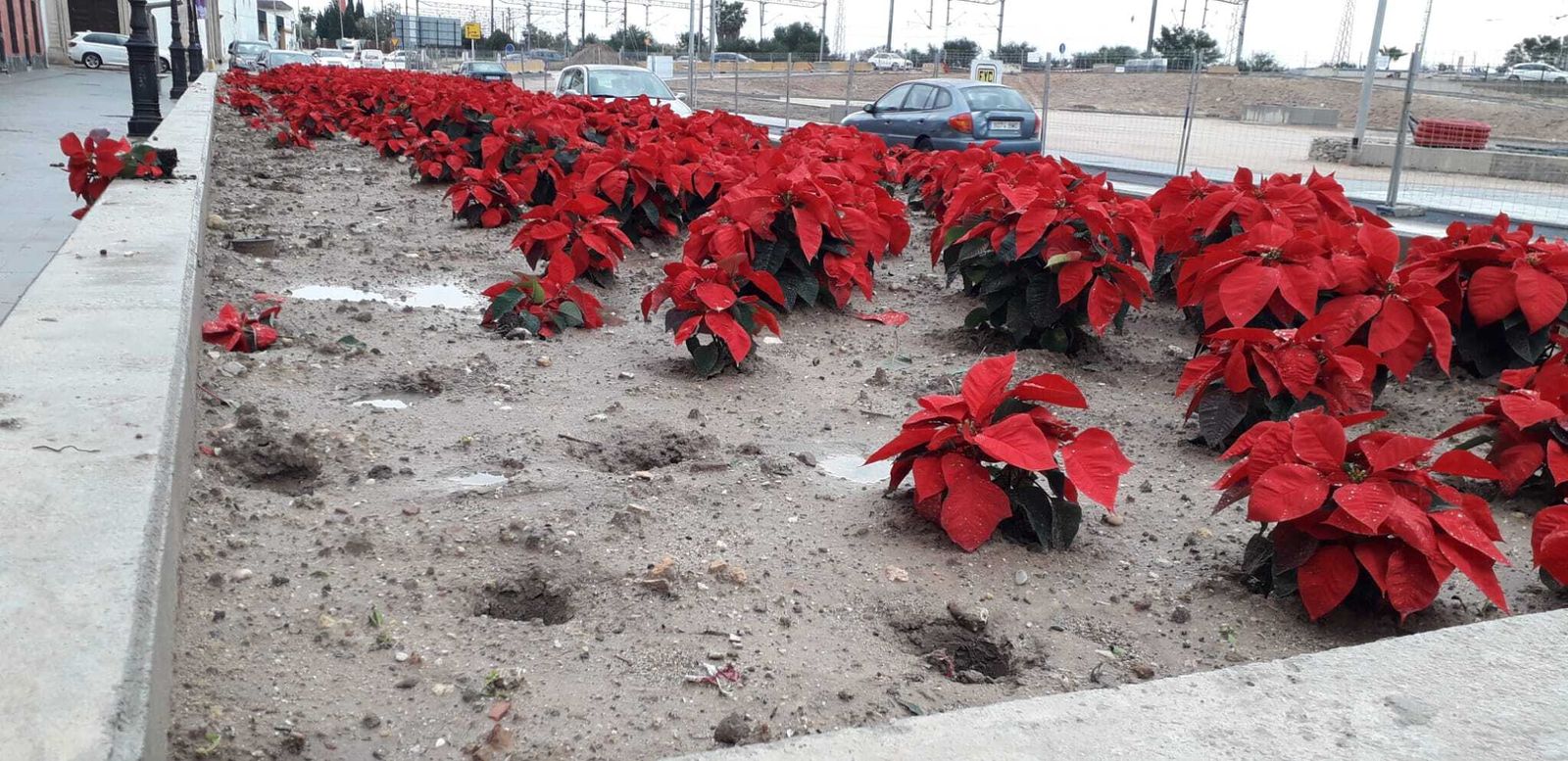 Saquean las flores de pascua decorativas en El Puerto.