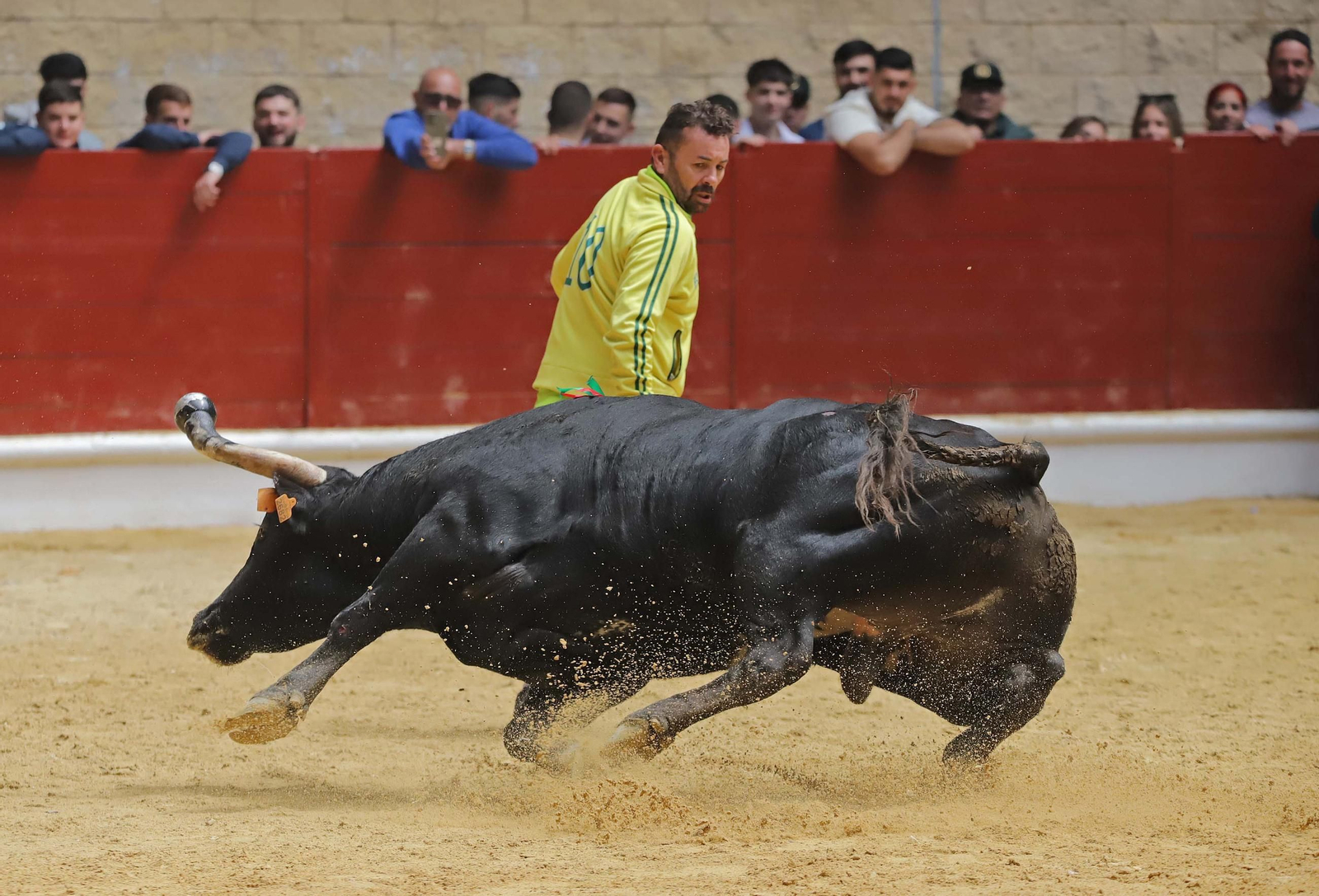 Fotos de los encierros del domingo del Toro Embolao en Los Barrios