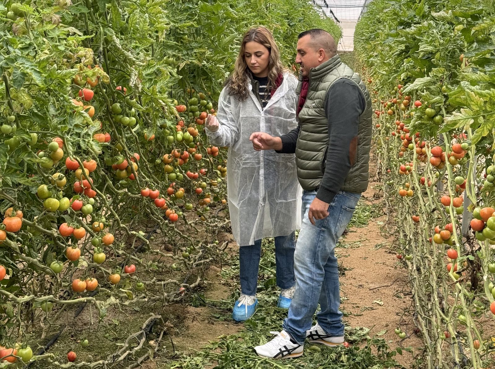 Ensayo en tomate de invernadero.
