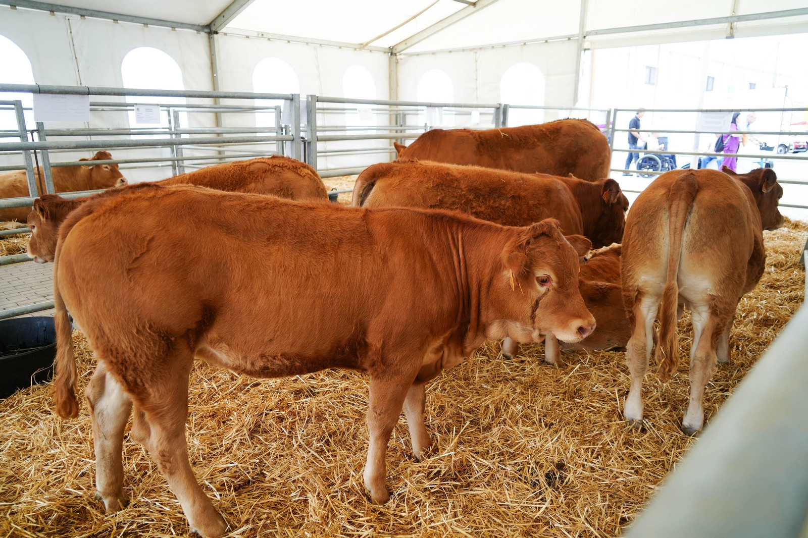 Un recorrido en fotografías por la Feria Agropecuaria Agrovap de Torrecampo