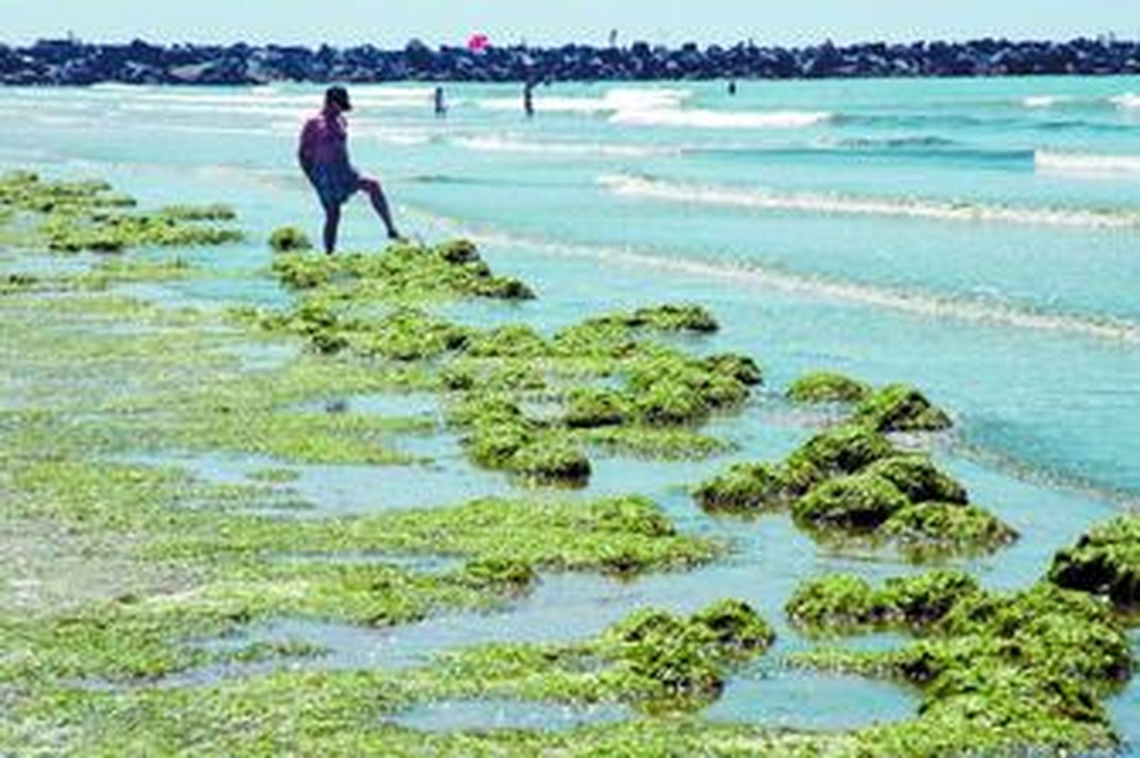 Algas agolpadas a orillas del océano Atlántico, en la costa de Huelva.