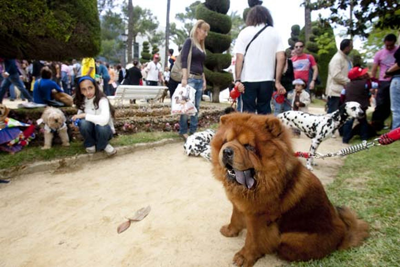 Más de 500 perros participaron en el evento, que contó con una exhibición de las Fuerzas del Orden


Foto: Lourdes de Vicente