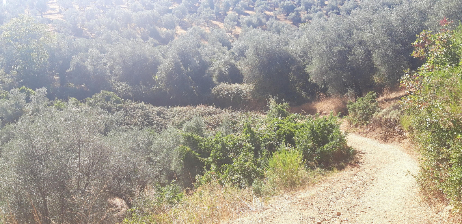 Las fotos de la Circular del Campovid