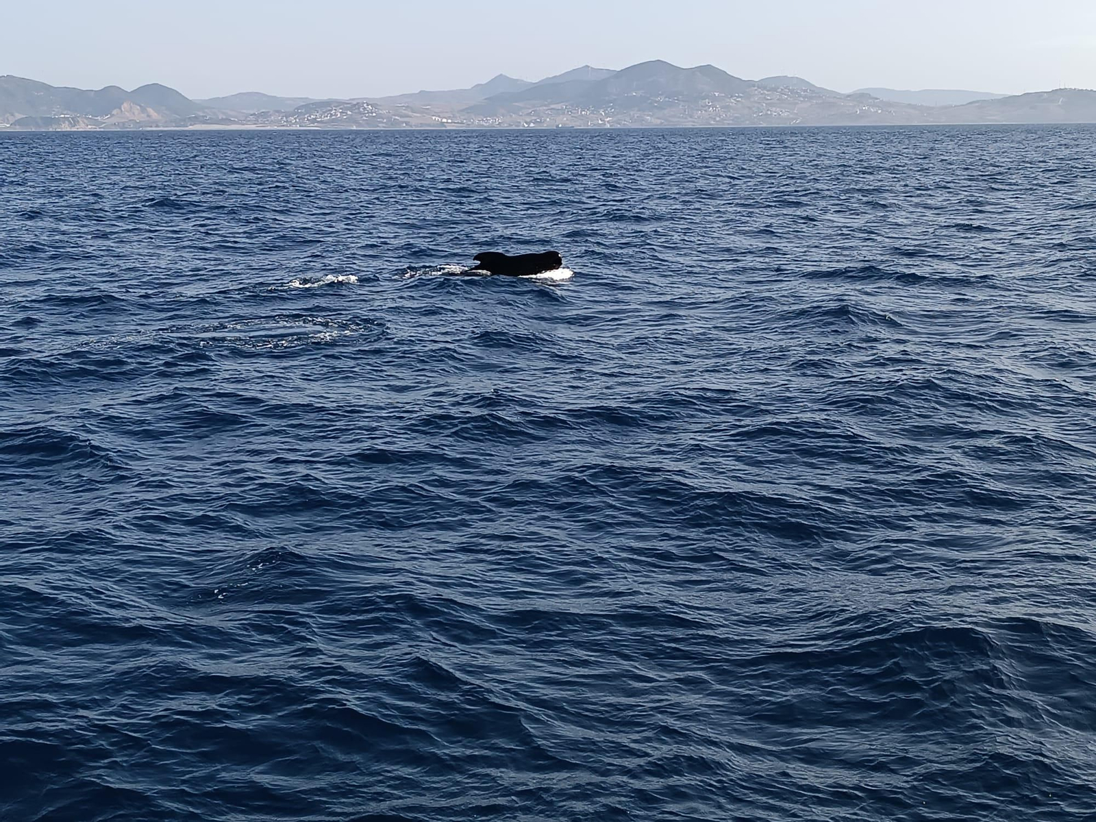 Avistamiento de cetáceos y aves por el Estrecho