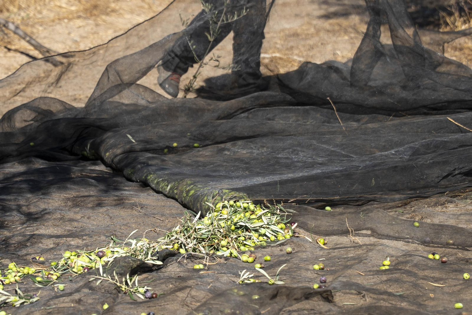 Las imágenes de la campaña recogida de acetuna en Fiñana