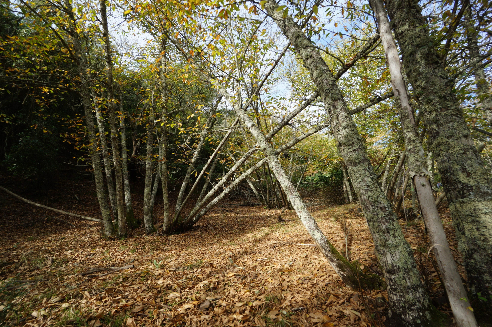 Un paseo en fotografías por el castañar de Valdejetas en la Sierra de Córdoba
