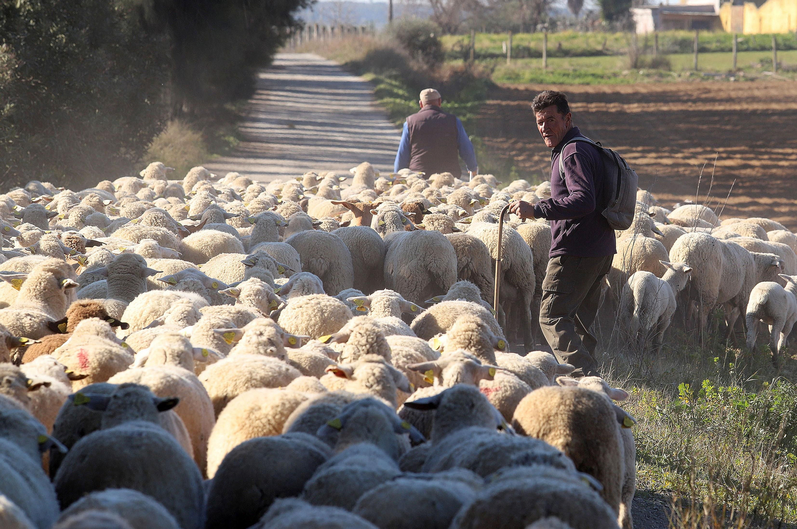 Imágenes del pastoreo de ovejas en Almonte