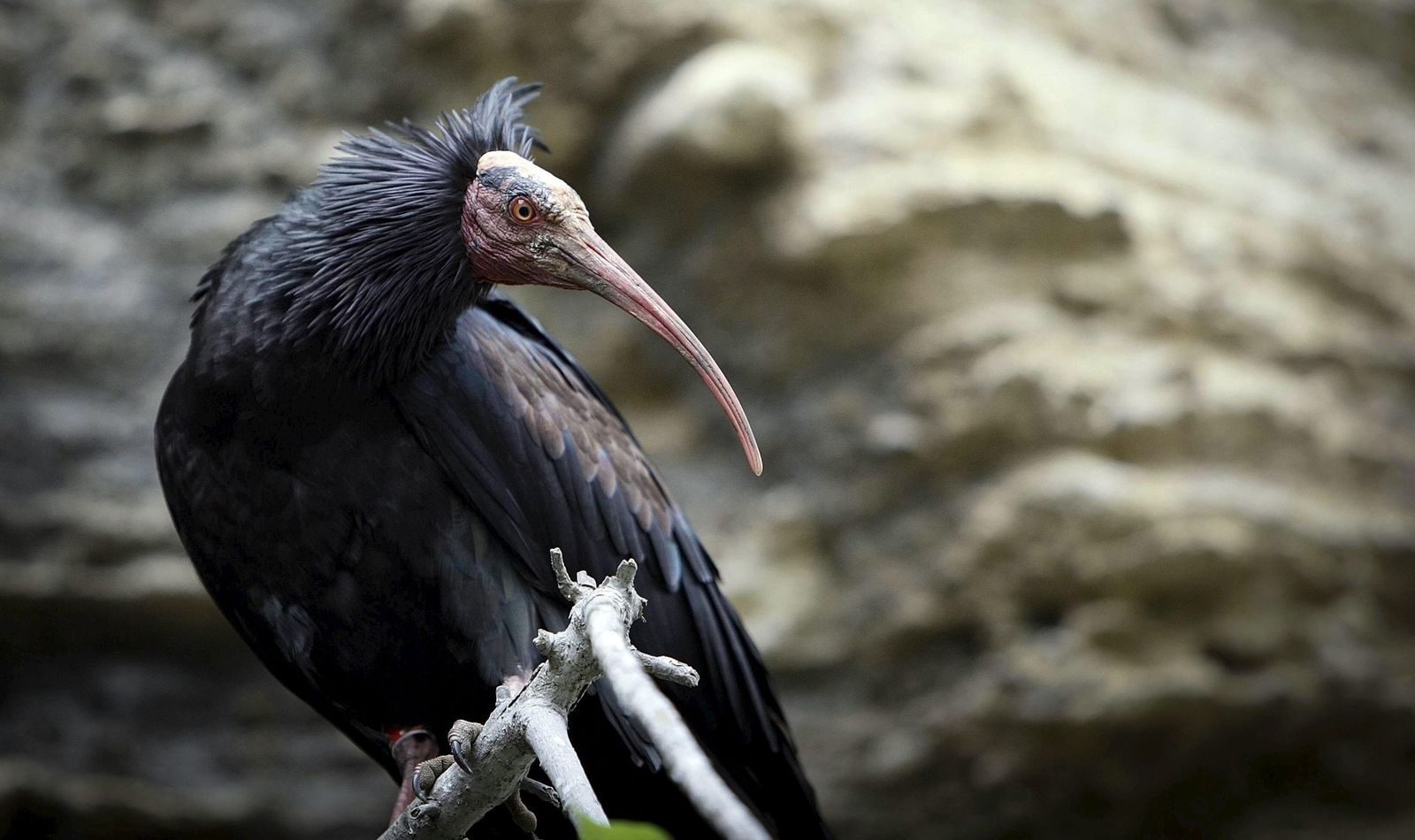 Vejer y Barbate cuentan con la primera colonia silvestre que se establece en Europa en los últimos 500 años de esta especie en peligro crítico de extinción