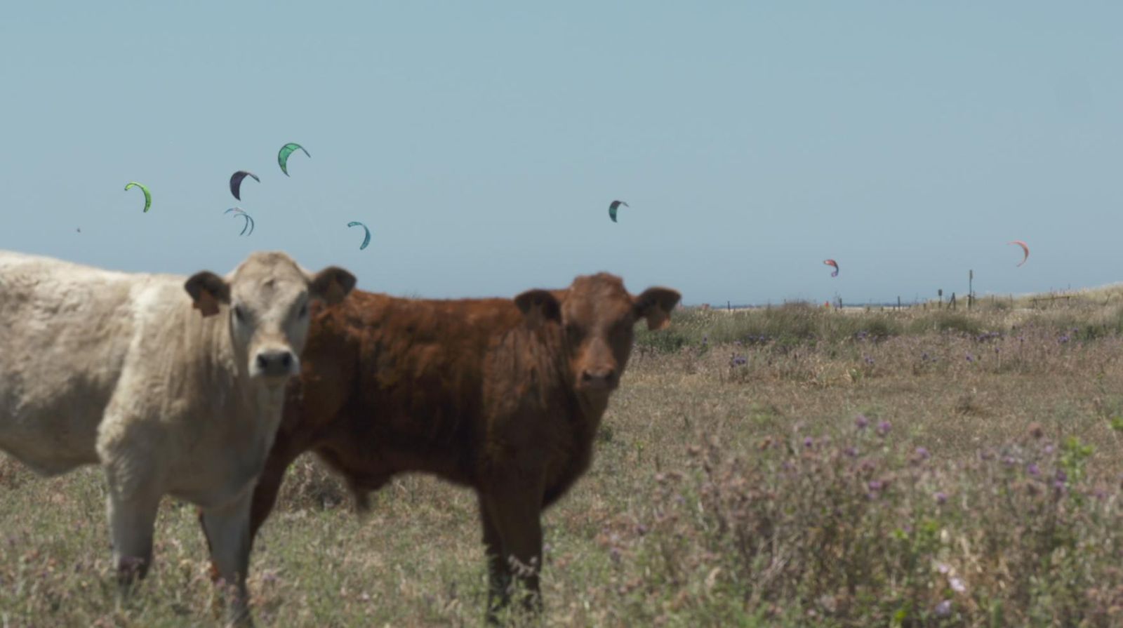El sector del vacuno de carne no para durante la pandemia