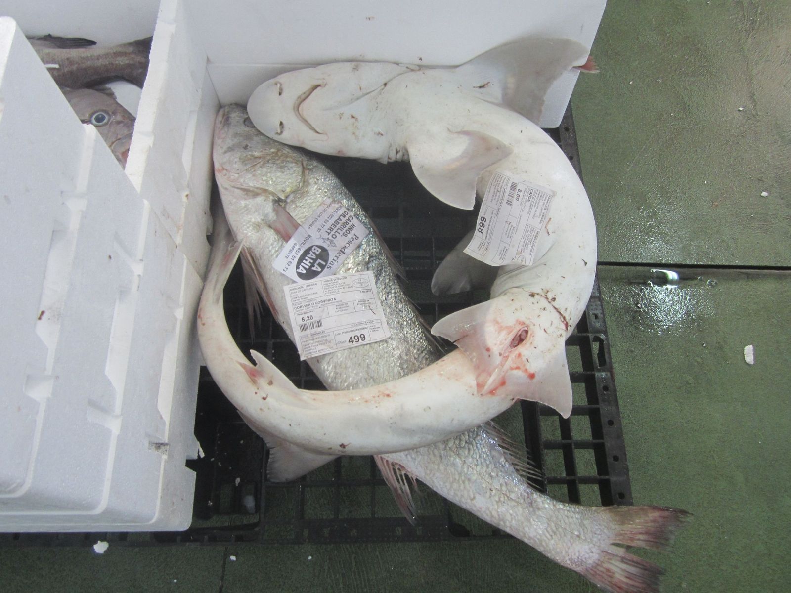 Ejemplares de cazón en la lonja de Barbate.