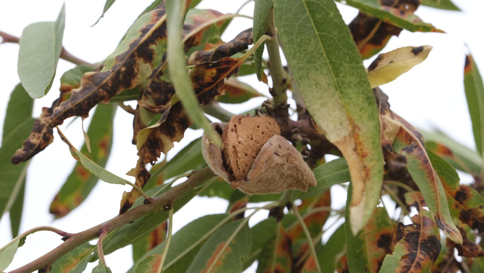 Almendra ecológica.