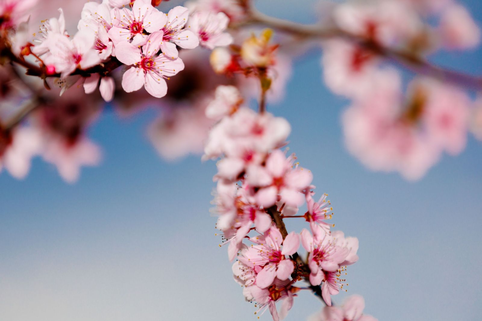La Costa celebra una jornada para analizar las ventajas del cultivo del almendro