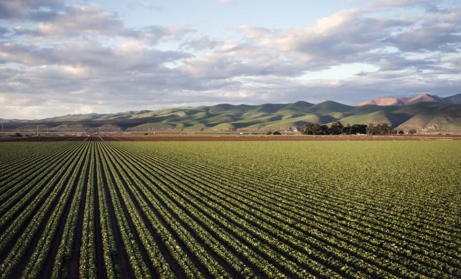 Caja Rural del Sur cumple 25 años apoyando al campo andaluz.