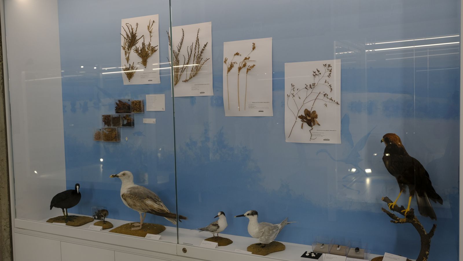 Las mejores imágenes del Pabellón de Historia Natural de la UAL