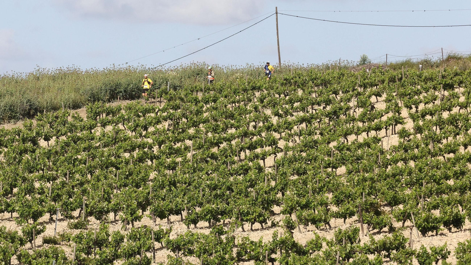 Búscate en la Sherry Maratón 2025 de Jerez (I)