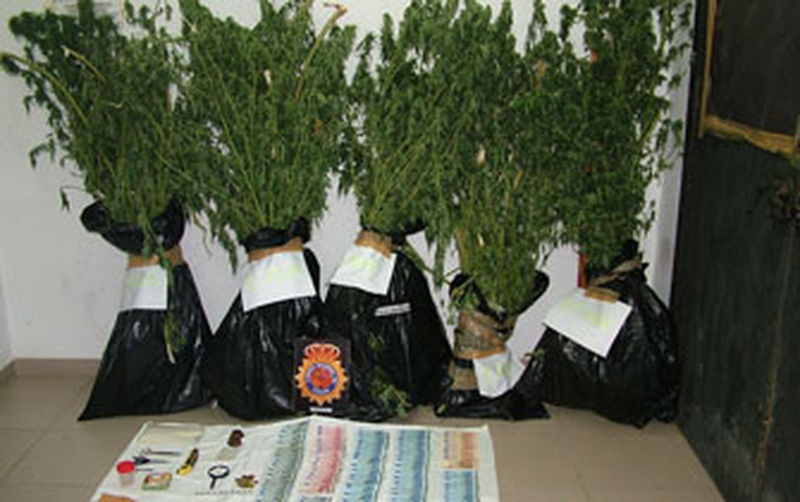 Desmantelada una plantación ilegal de marihuana en Rota