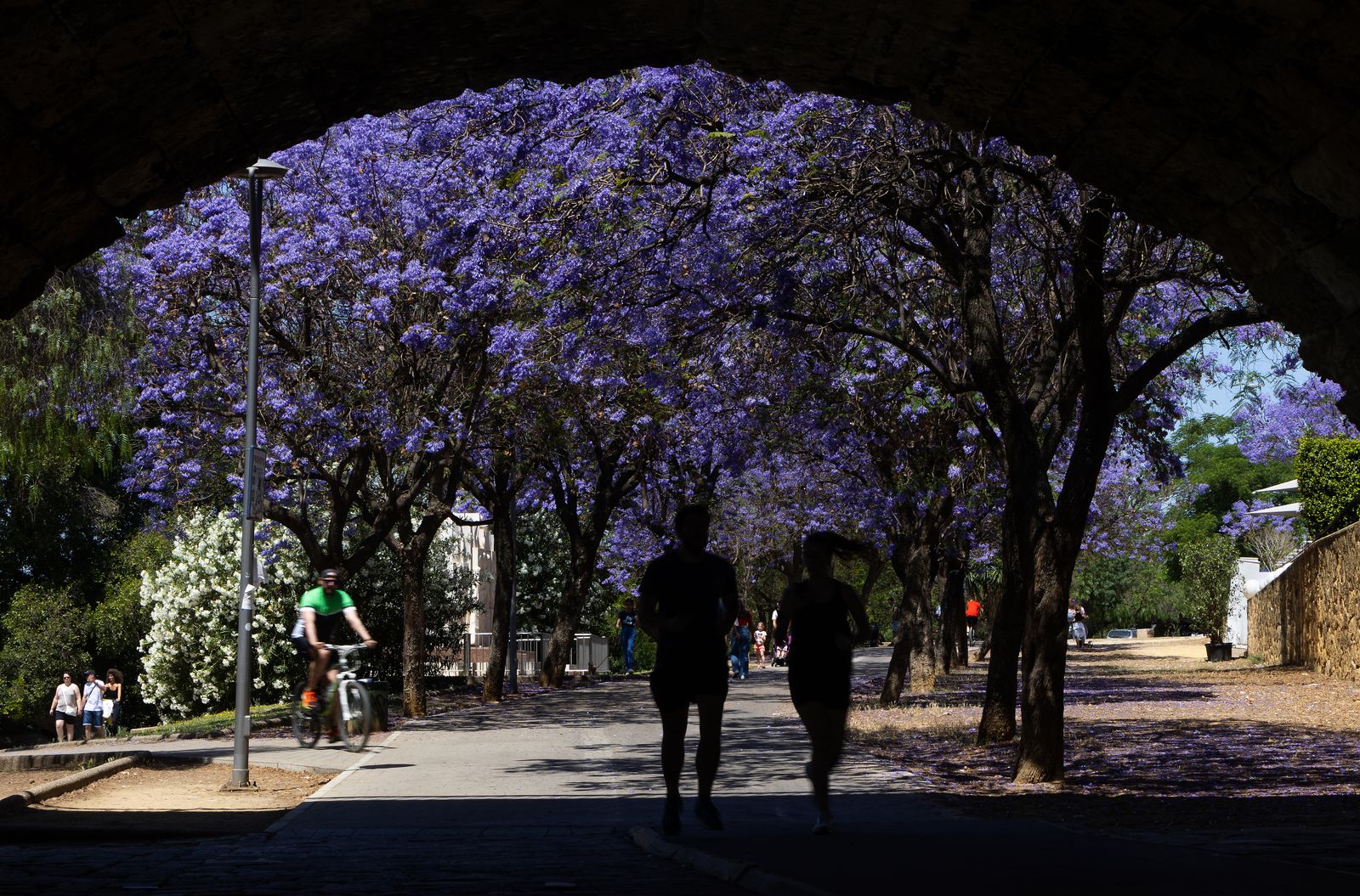 Las jacarandas vuelven a teñir de morado Sevilla