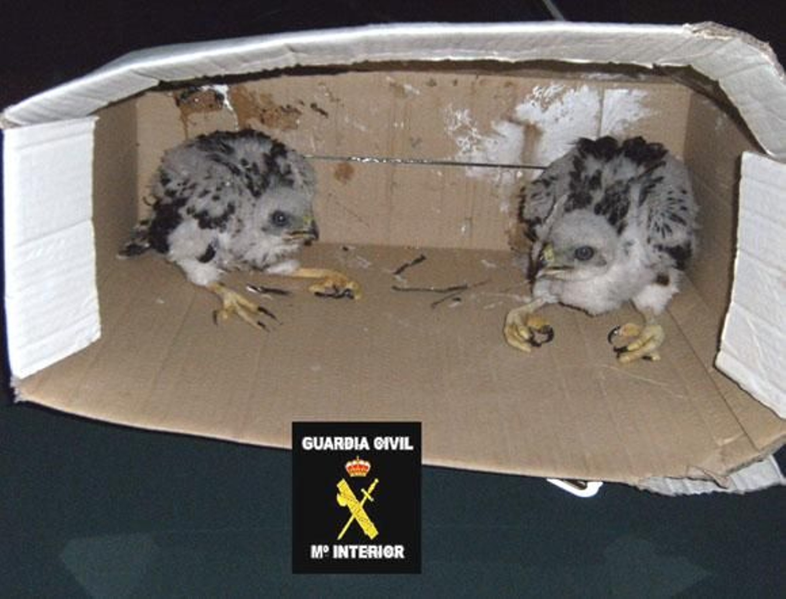 La Guardia Civil sorprende a dos personas transportando dos crías de azor despojadas de su nido
