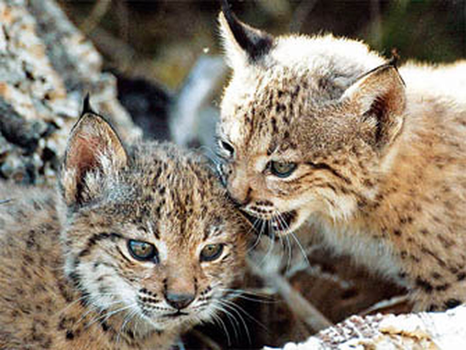 Nacen por primera vez dos linces en un centro de cría de Jaén