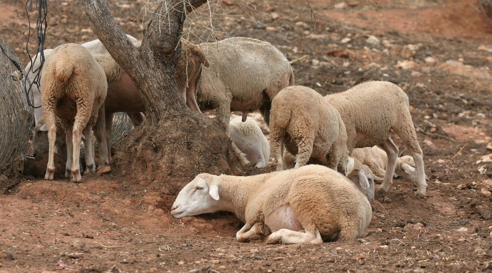 Ovejas infectadas con la 'lengua azul' posadas.