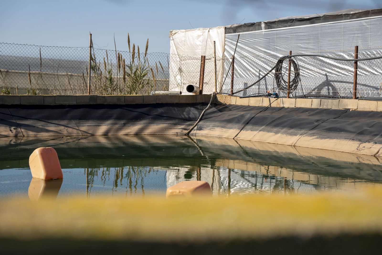La primavera se planta en invierno entre sandías y tomates almerienses