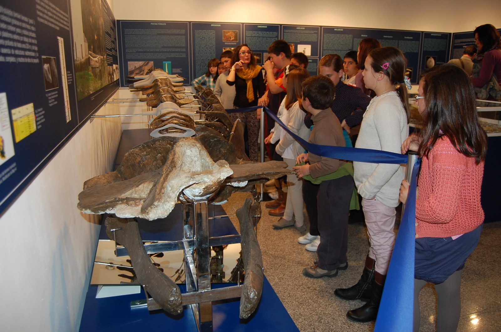 El ejemplar de seis millones de años, la ballena 'Perla', en el Museo de Alcalá de Guadaíra.