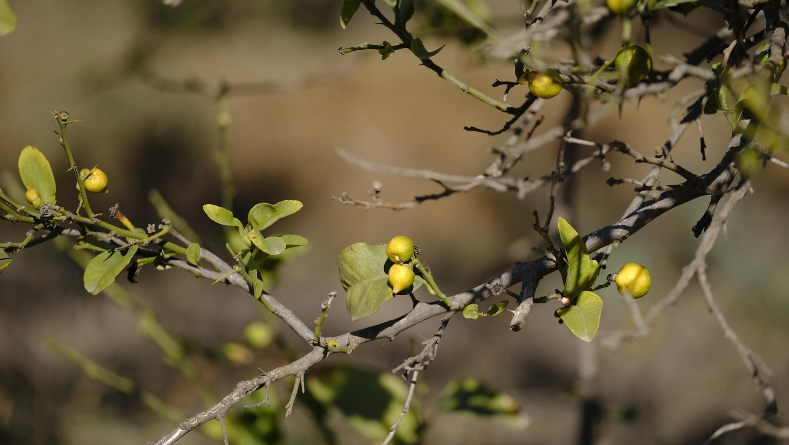 El abandono de cítricos en Huércal Overa, en imágenes