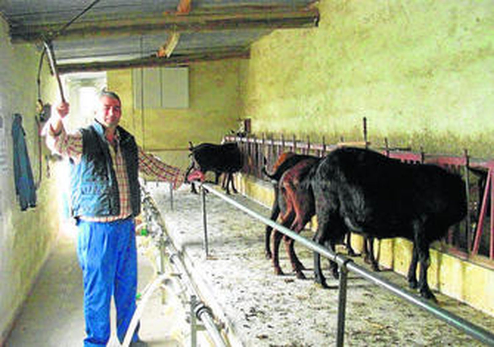 1. Luis junto a algunas de sus cabras con la vara en la mano 2. En sus corrales conviven más de doscientas cabras. 3. Tampoco faltan las avestruces para dar un toque de variedad 4. Decenas de chotos pastan en su explotación 5. Una mirada que lo dice todo.