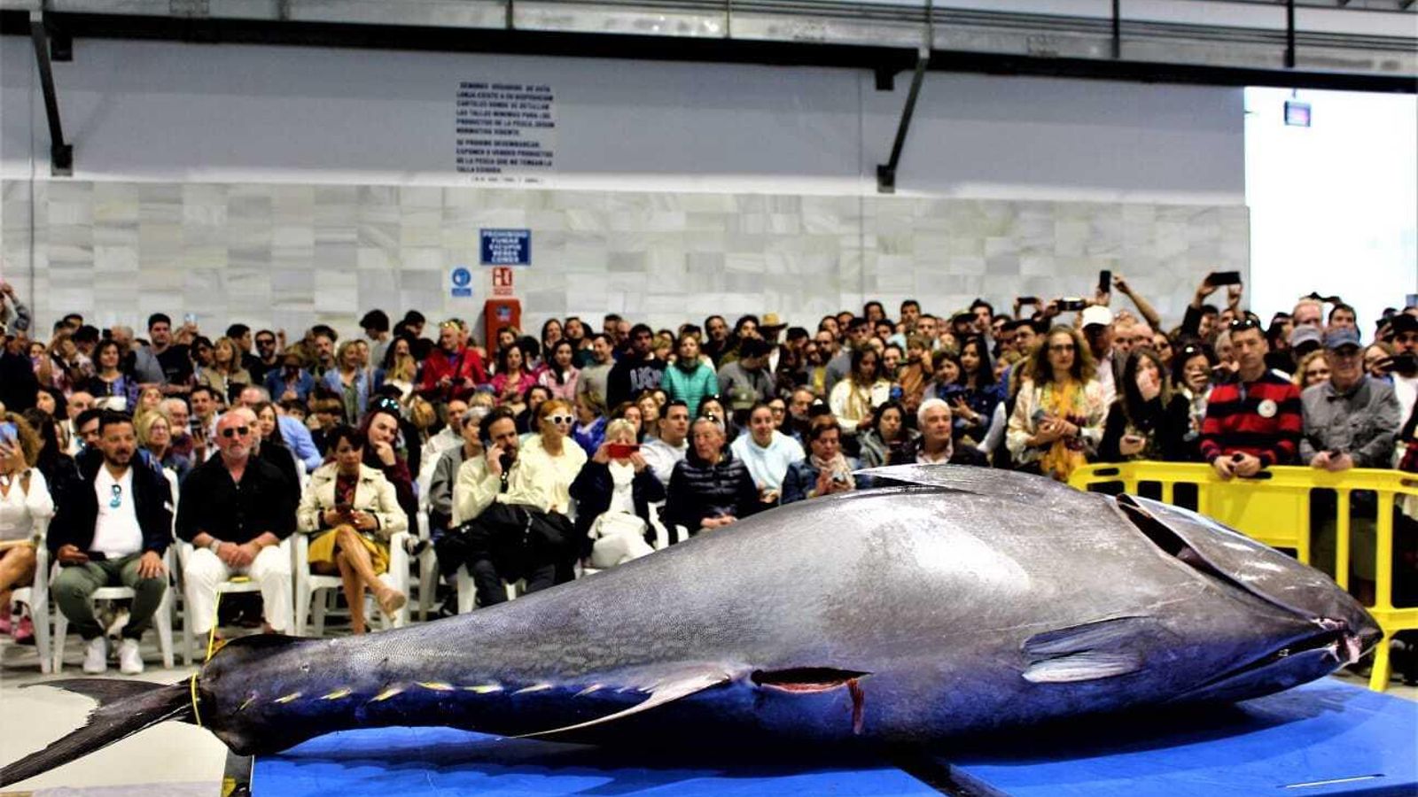 Atún elegido para el ronqueo, antes 300 espectadores, el pasado viernes en la lonja de Barbate. Atún elegido para el ronqueo, antes 300 espectadores, el pasado viernes en la lonja de Barbate.