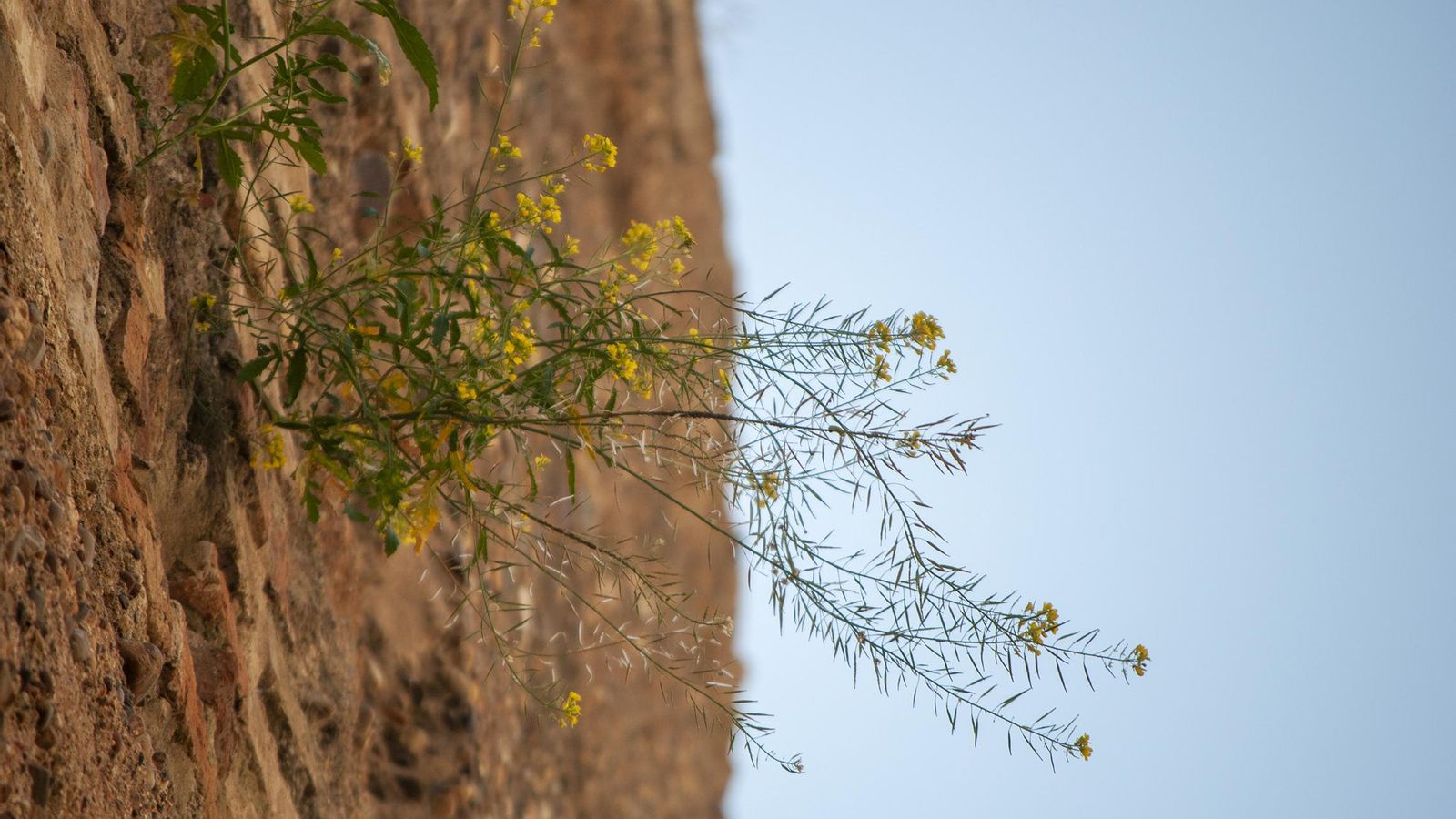 Vegetación en el tapial.