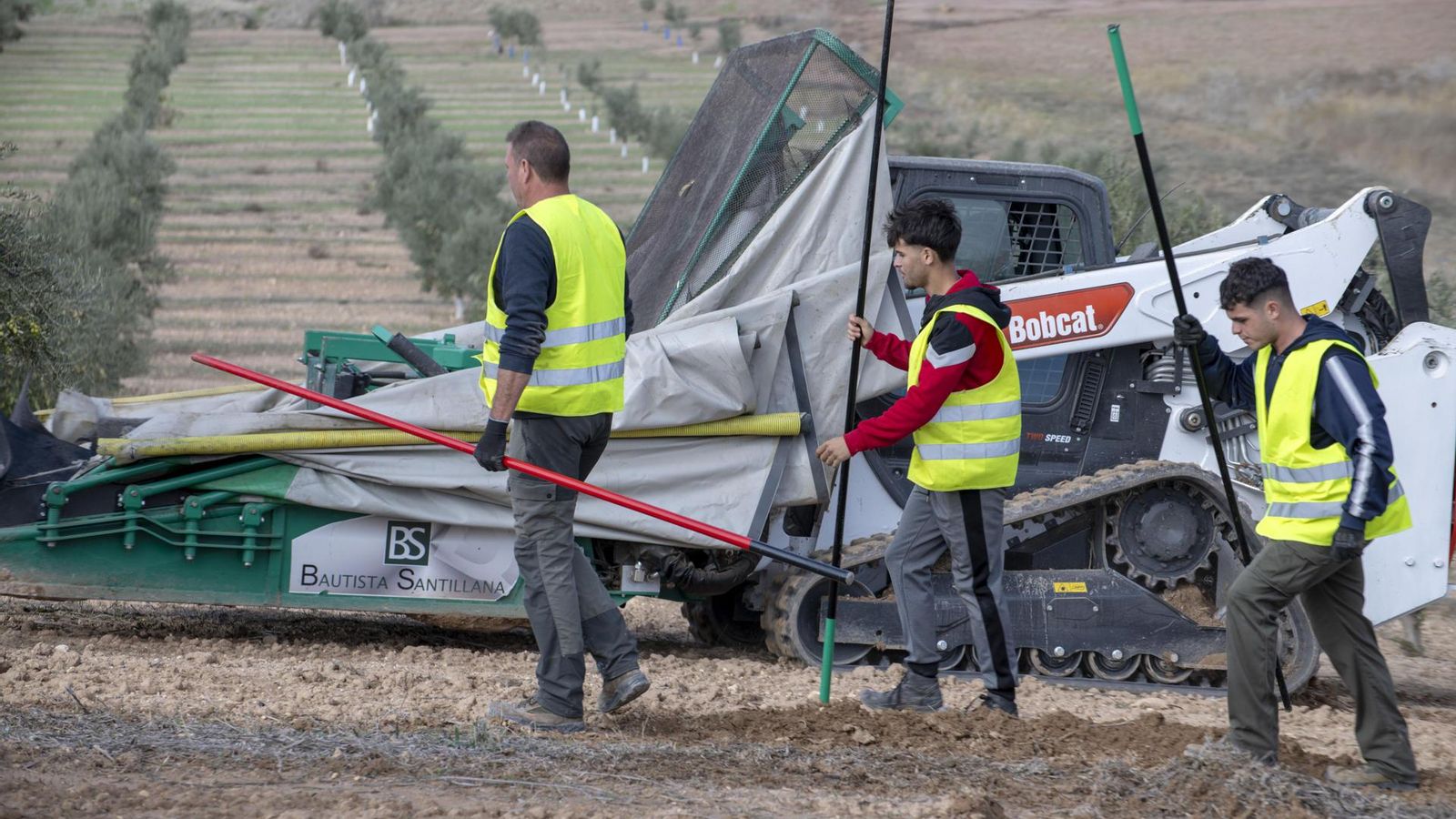 Unos trabajadores en plena faena de recolección de aceituna en un olivar intensivo en el municipio jiennense de Fuerte del Rey.
