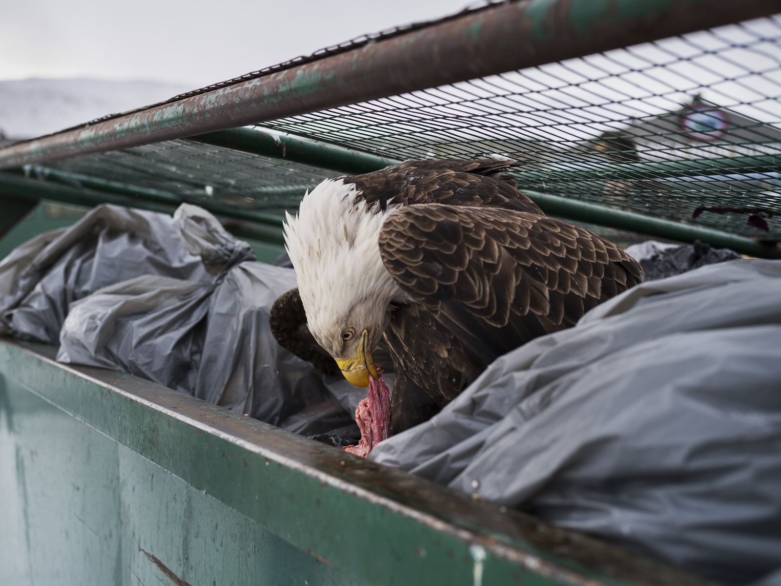 La imagen captada por el fotógrafo Corey Arnold, ganador del primer premio de la categoría 'Nature - Singles'. La foto muestra una águila calva mientras se deleita con restos de carne en los contenedores de basura de un supermercado en Dutch Harbor, Alaska, EEUU, el 14 de febrero de 2017.