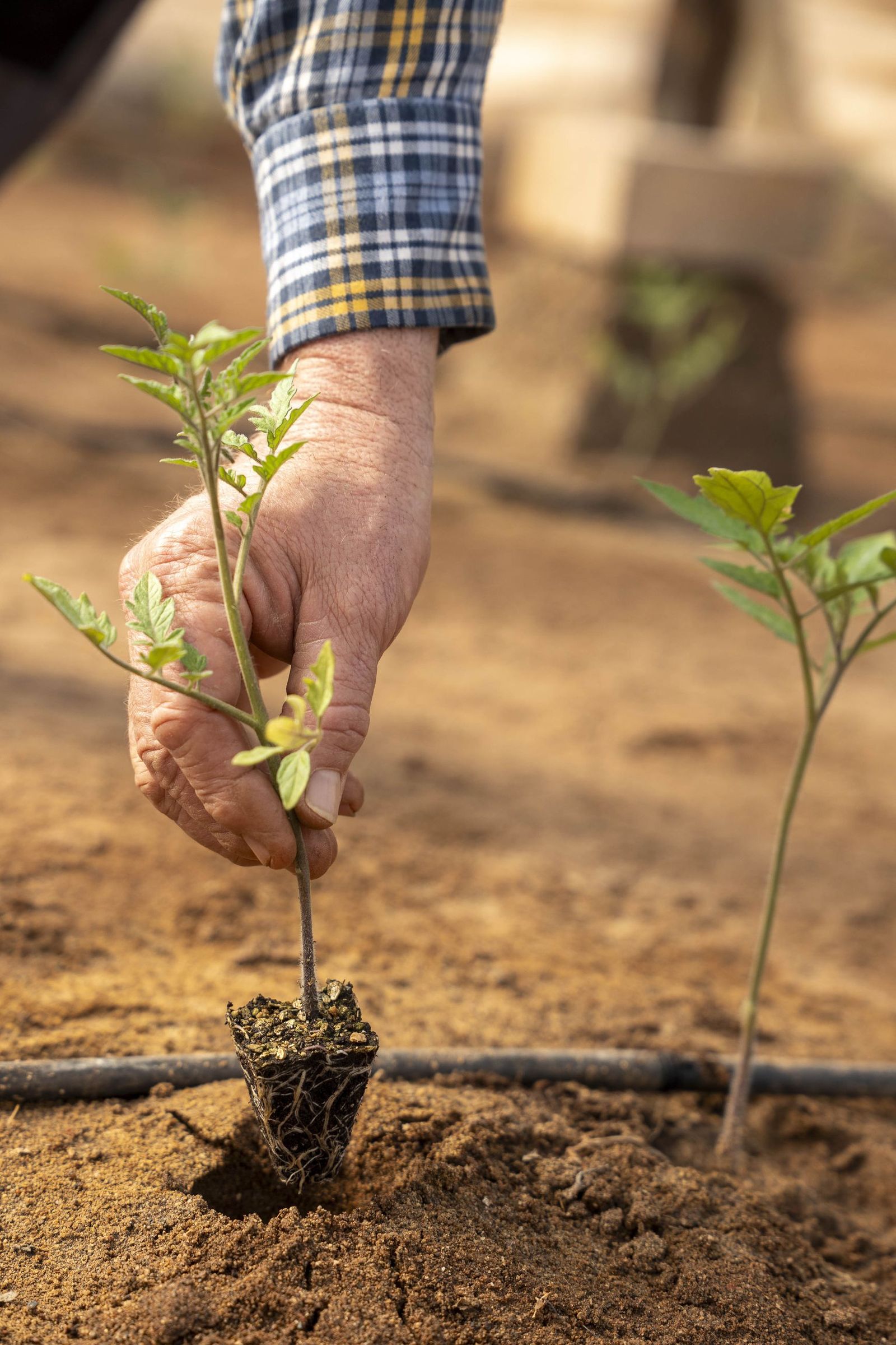 La primavera se planta en invierno entre sandías y tomates almerienses