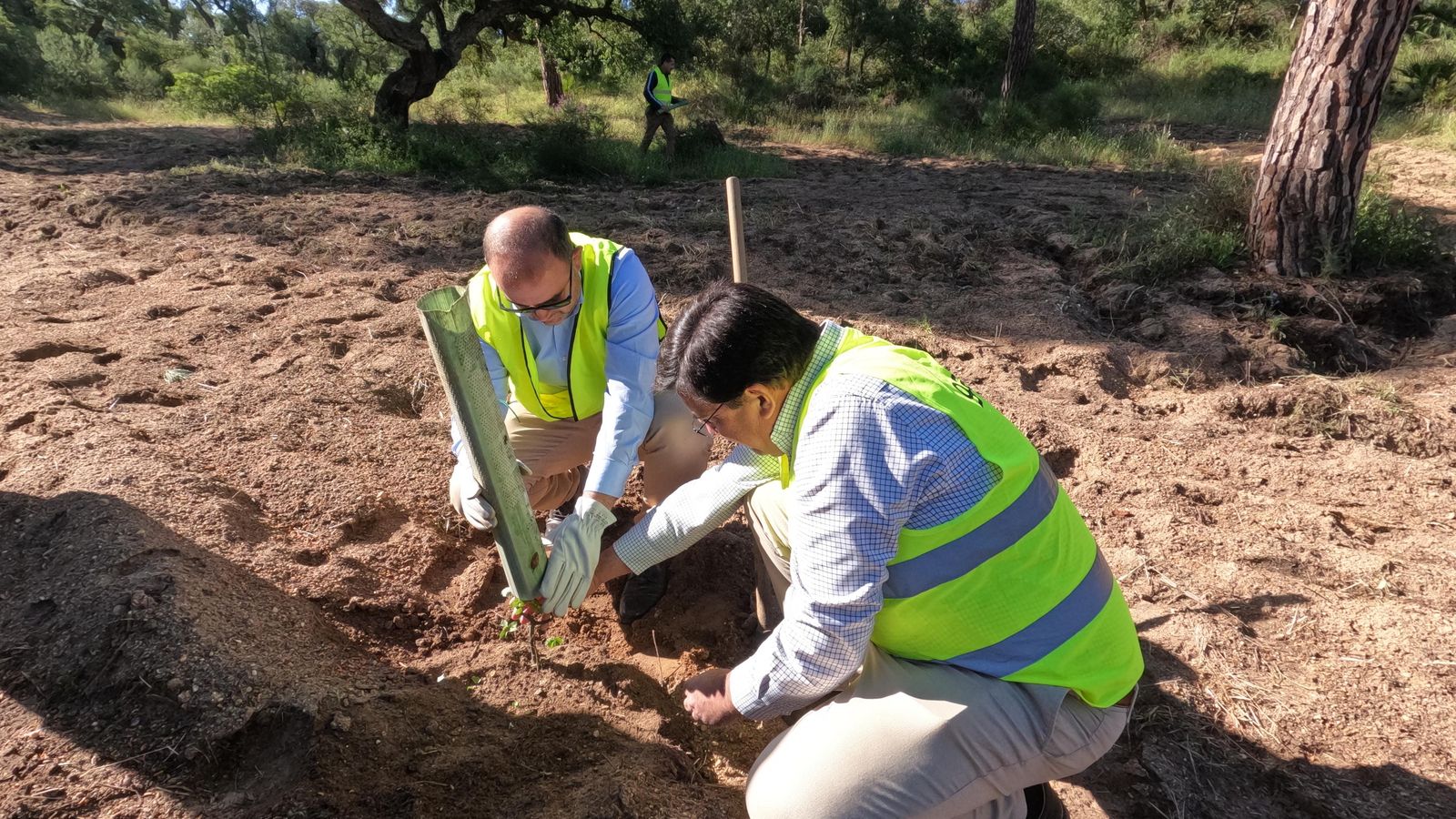 Plantación de uno de los árboles en Lucena del Puerto.