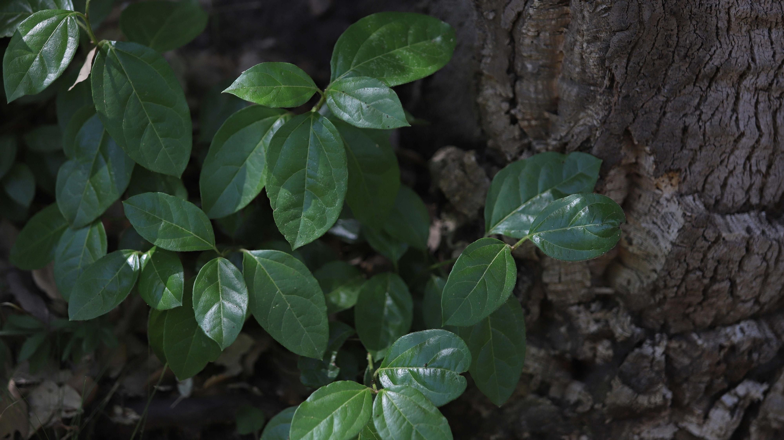 Las mejores fotos de la Montera del Torero y Valdeinfierno