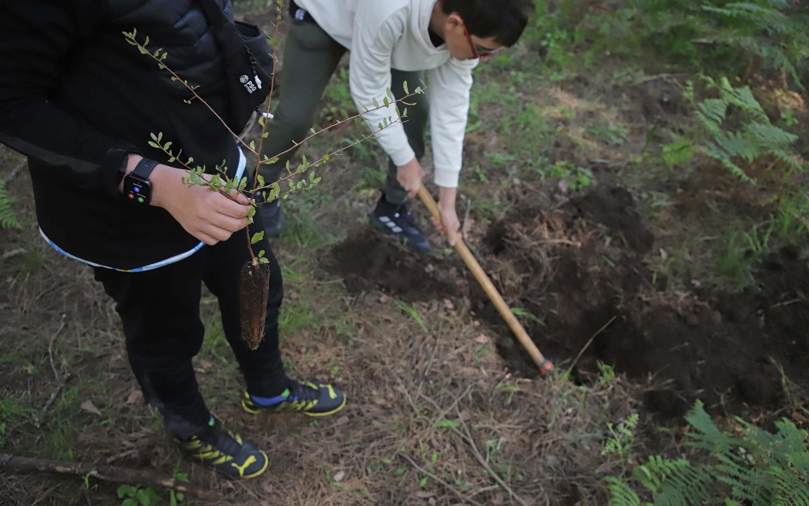 Fotografías de la plantación del programa 'Reverdece' de Acerinox Fotografías de la plantación del programa 'Reverdece' de Acerinox