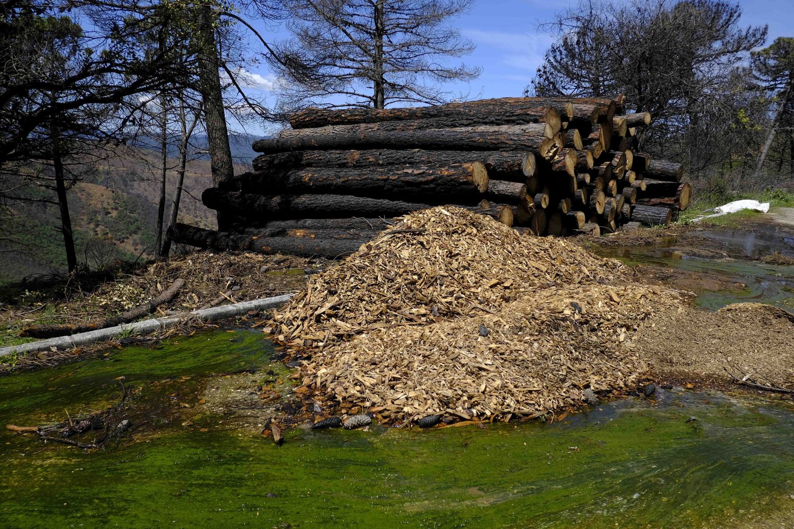 Así se recupera Sierra Bermeja tras el incendio (fotos)