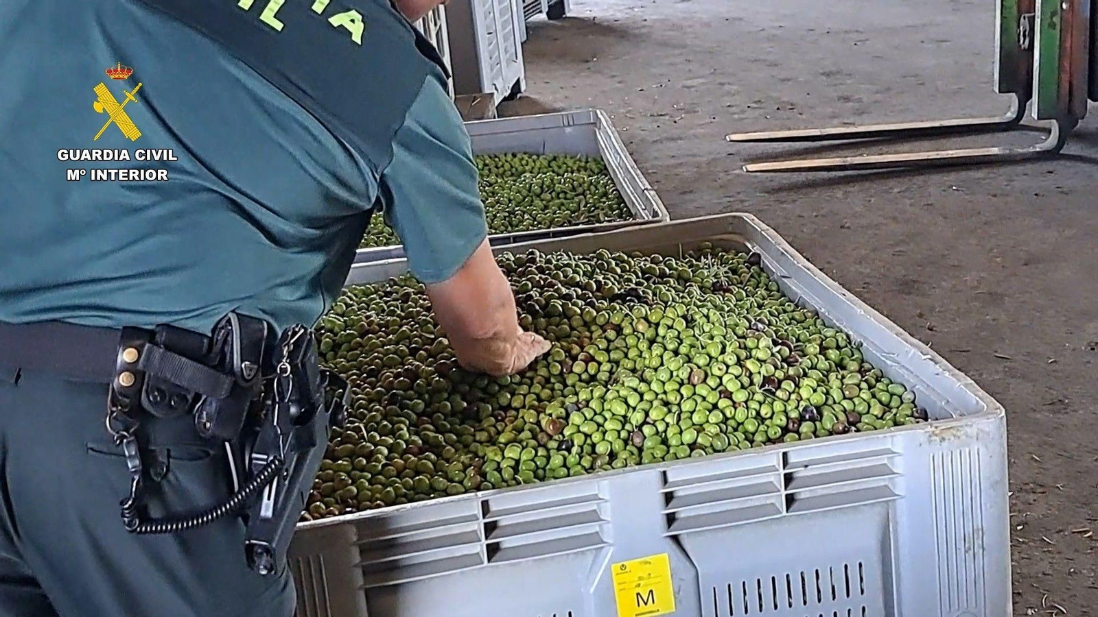 Imagen de archivo de kilos de aceitunas intervenidas por la Guardia Civil