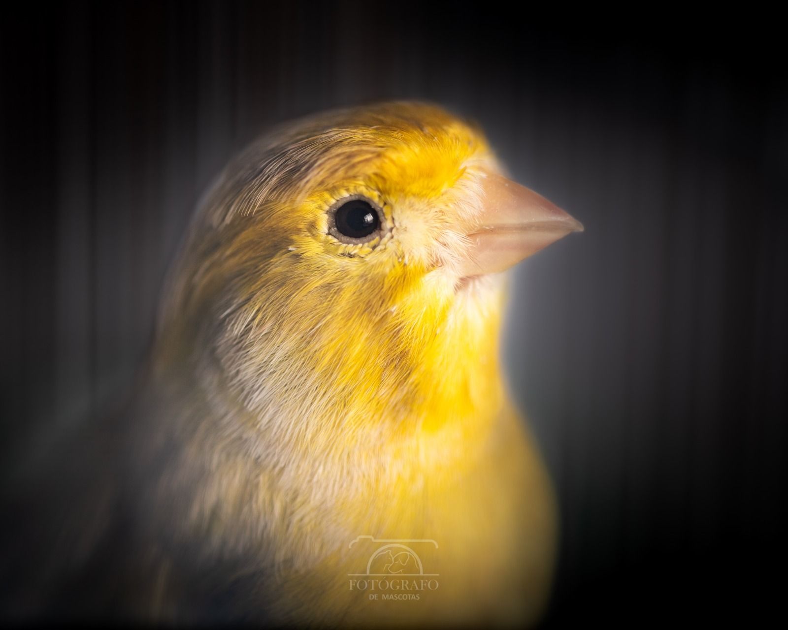 Álbum de las mascotas fotografiadas por 'El fotógrafo de mascotas'