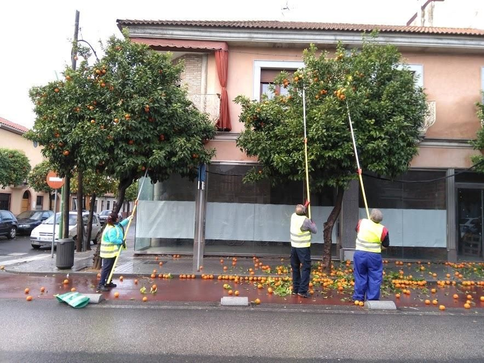 Varias personas durante la recogida de naranja.