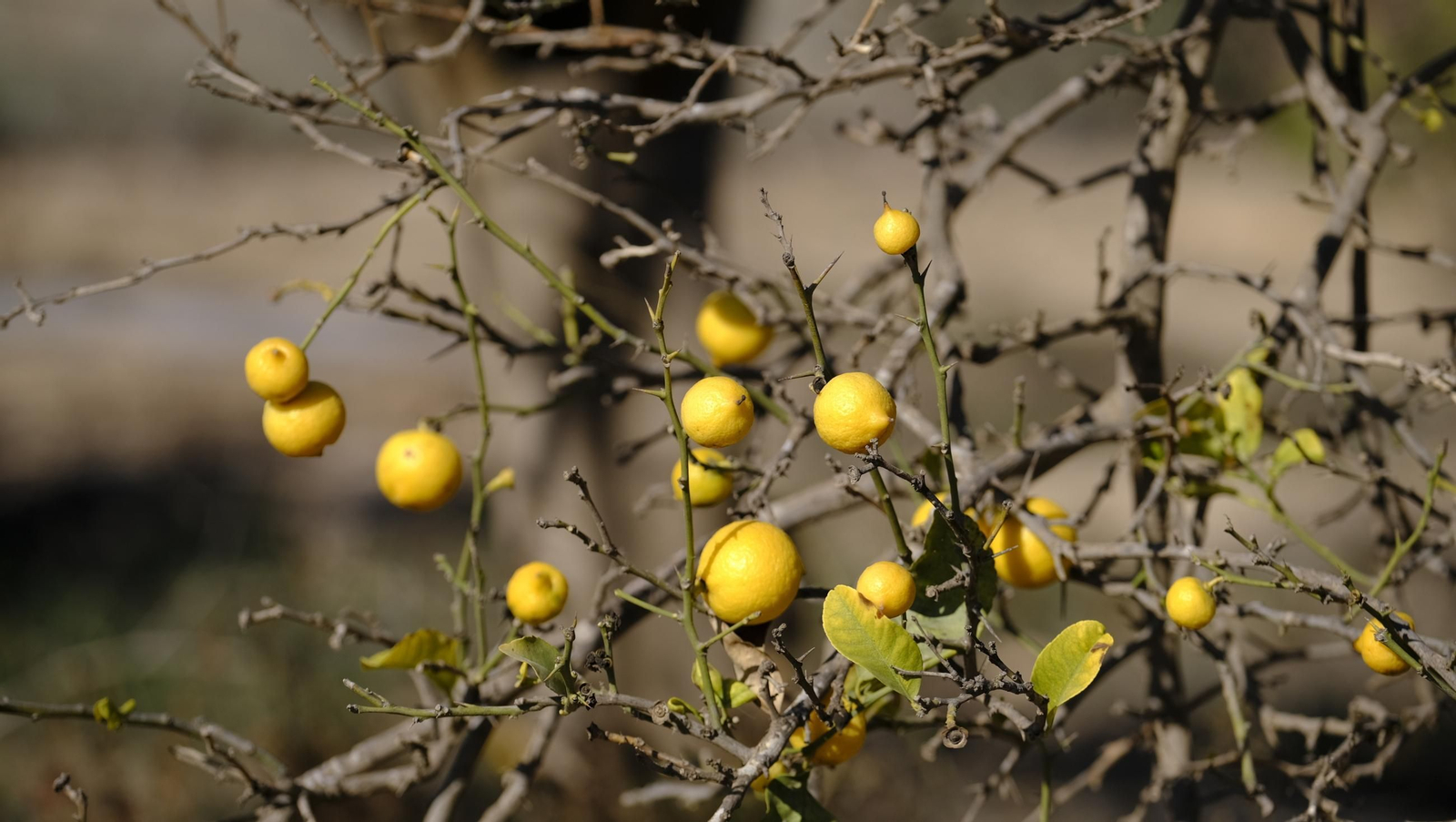El abandono de cítricos en Huércal Overa, en imágenes