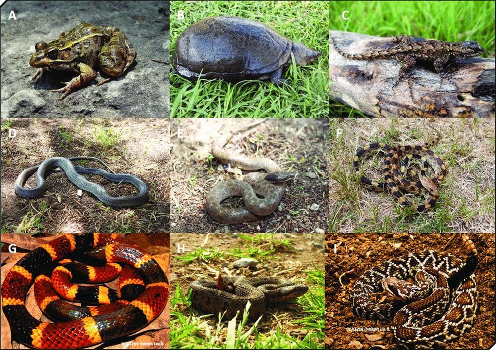 Peligro de extinción: el 21 % de las especies de reptiles podrían desaparecer