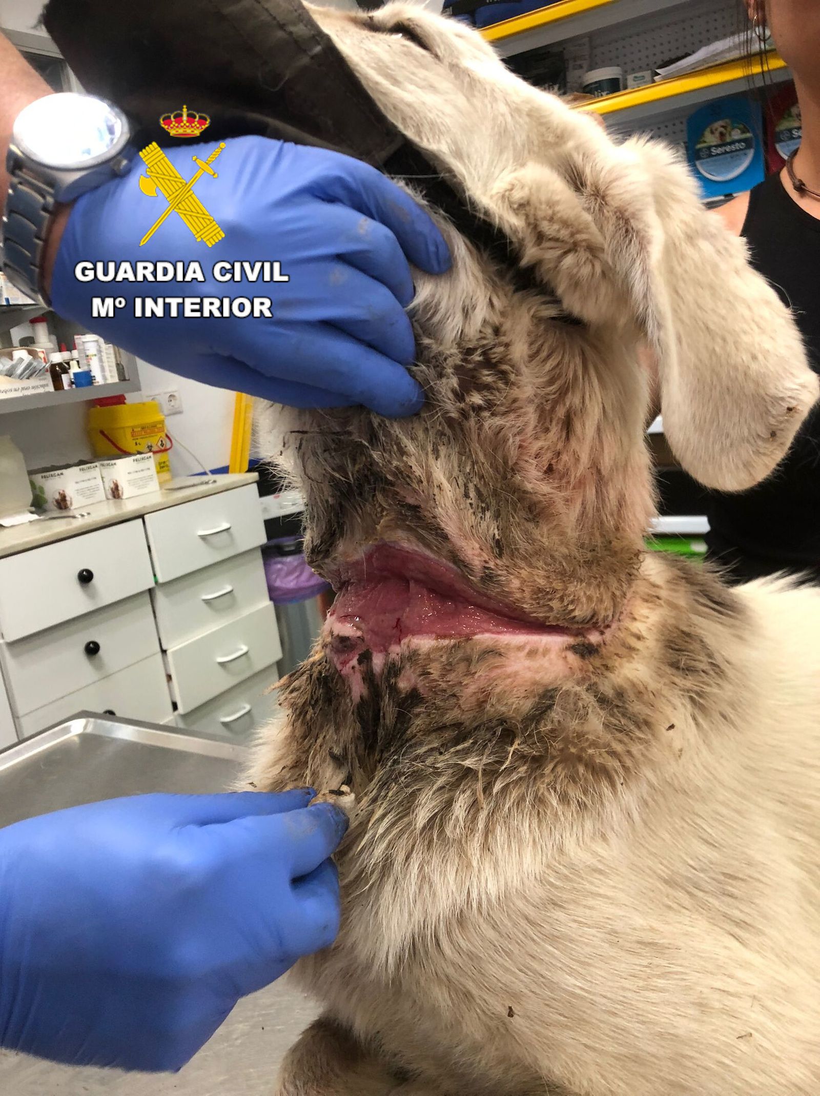 Lo investigan por maltratar a su perro, desnutrido y con heridas abiertas