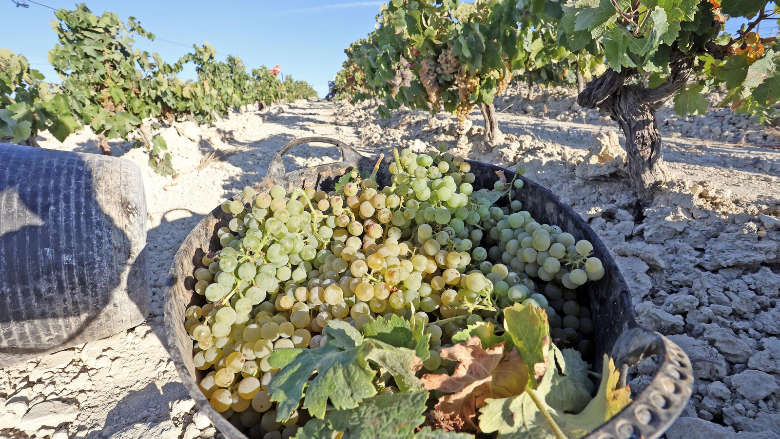 Una espuerta cargada de uvas.